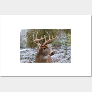 White-tailed buck Posters and Art